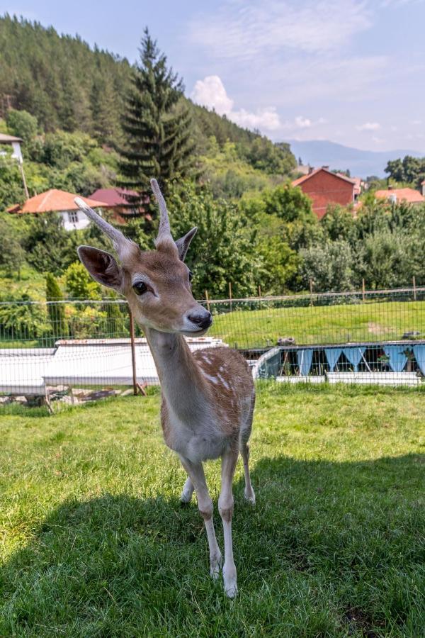 Tihiat Kut Complex Hotel Kjusztendil Kültér fotó